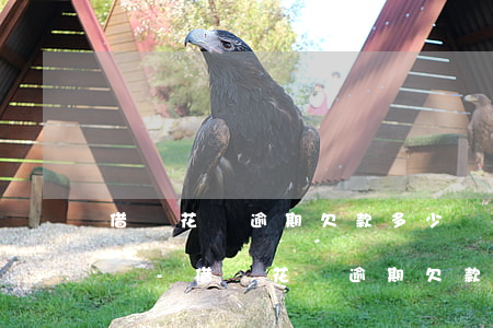 借唄花唄逾期欠款多少額度會(huì)起訴-借唄花唄逾期欠款多少額度會(huì)起訴我