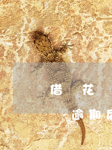 借唄花唄逾期的人多嗎怎么處理的-借唄花唄逾期后最嚴(yán)重的情況是什么?