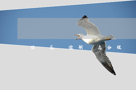 借唄花唄逾期罰息合理嗎(借唄罰息合法嗎)