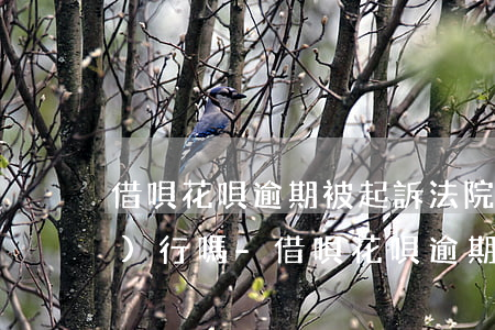 借唄花唄逾期被起訴法院會強制執(zhí)行嗎-借唄花唄逾期被起訴法院會強制執(zhí)行嗎