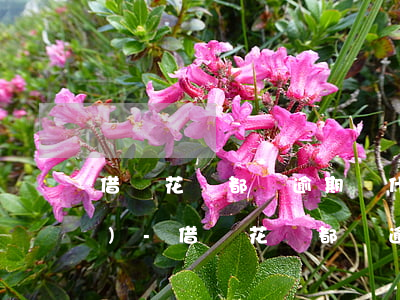 借唄花唄都沒逾期為什么會被凍結(jié)-借唄花唄都沒逾期為什么會被凍結(jié)呢
