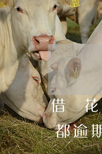 借唄花唄都逾期了可以延遲還款-借唄花唄都逾期了可以延遲還款嗎