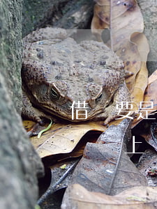 借唄要是逾期還沒有還會怎么樣-借唄逾期沒還上會怎樣