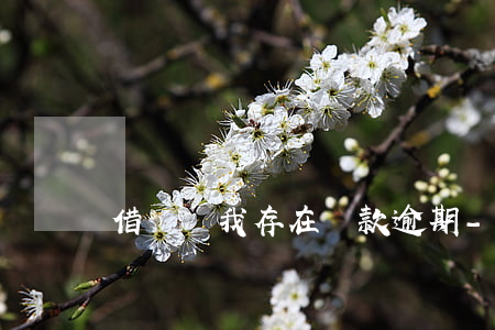 借唄說我存在貸款逾期-借唄有逾期