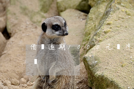 借唄逾期1000元圖片(借唄兩萬多逾期截圖)