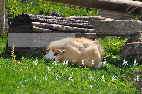 借唄逾期100天還款怎么處理-借唄逾期100天還款怎么處理的