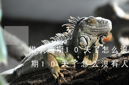 借唄逾期10天了怎么沒有人催收-借唄逾期10天了怎么沒有人催收呢