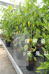 借唄逾期10天影響大嗎(借唄逾期10天是不是以后都不能用了?)