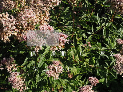 借唄逾期10萬怎么辦沒有償還能力了(借唄欠款10萬沒還會怎么樣)