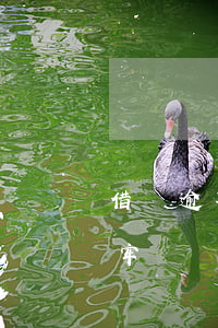 借唄逾期13萬怎么辦(借唄逾期12萬會坐牢嗎)