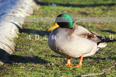 借唄逾期180天怎么辦(借唄不小心逾期8天)