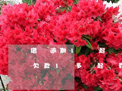 借唄逾期1萬會起訴嗎(借唄花唄逾期半年了,欠款1萬多會起訴我嗎)