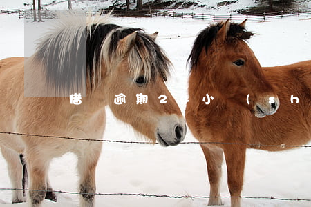 借唄逾期24小時(shí)沒到賬