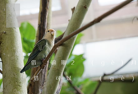 借唄逾期2個(gè)月到4個(gè)月(借唄可以兩個(gè)月后還嗎)