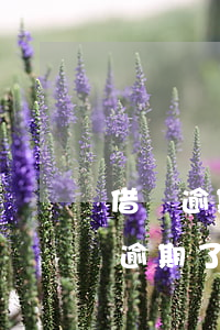 借唄逾期2天還款被關(guān)后(借唄逾期了一星期還了)