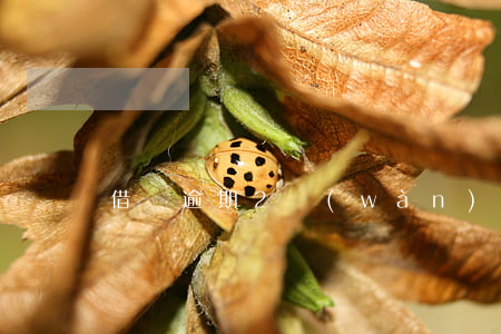 借唄逾期2萬(wàn)有什么后果