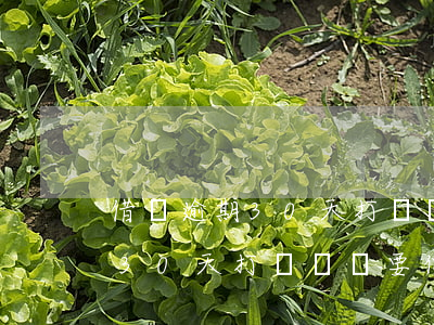 借唄逾期30天打電話說要仲裁-借唄逾期30天打電話說要仲裁是真的嗎