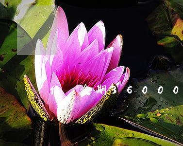 借唄逾期36000圖片(借唄逾期利息截圖)