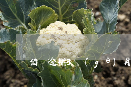 借唄逾期3個(gè)月的案例