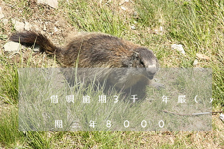 借唄逾期3千一年嚴(yán)重嗎(借唄逾期三年8000)