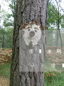 借唄逾期3天被凍結(jié)的概率大不大-借唄逾期3天被凍結(jié)的概率大不大呀