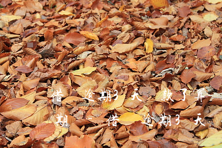 借唄逾期3天還款了算當(dāng)前逾期嗎-借唄逾期3天還款了算當(dāng)前逾期嗎怎么辦