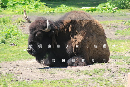 借唄逾期3月以后還進(jìn)去的是本金-借唄逾期3月以后還進(jìn)去的是本金還是利息
