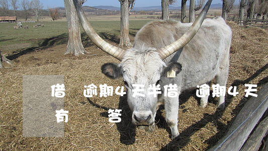 借唄逾期4天半 借唄逾期4天會有什么后果?,有獎問答