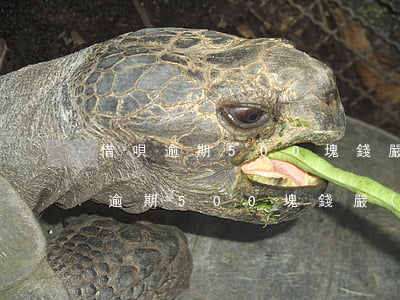 借唄逾期500塊錢嚴(yán)重嗎（借唄逾期500塊錢嚴(yán)重嗎）