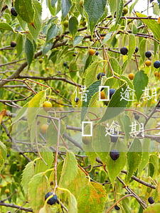 借唄逾期5天上征信?借唄逾期幾天上征信（借唄逾期五天上征信嗎）