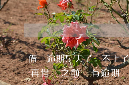 借唄逾期5天了還不上了(借唄逾期5天還能再借嗎,之前沒有逾期過)