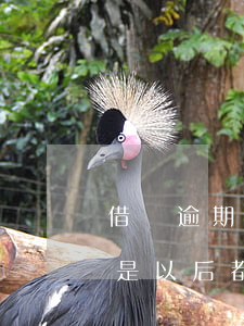 借唄逾期5天會被停用嗎(借唄逾期五天是不是以后都不能用了?)