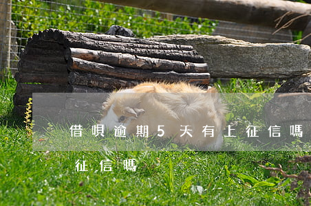 借唄逾期5天有上征信嗎(借唄逾期6天,有上征信嗎)