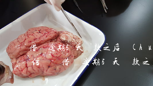 借唄逾期5天還款之后會(huì)影響征信嗎-借唄逾期5天還款之后會(huì)影響征信嗎