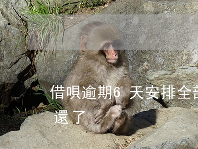 借唄逾期6天安排全部還款(借唄逾期5天后還了)
