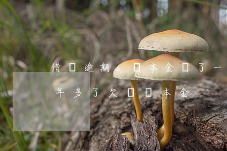 借唄逾期6萬本金還了一萬(花唄借唄逾期兩年多了,欠兩萬本金)