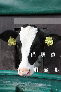 借唄逾期7天說(shuō)我法院傳票(借唄逾期收到傳票怎么辦)
