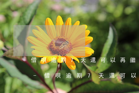 借唄逾期7天還可以再繼續(xù)使用嗎-借唄逾期7天還可以再繼續(xù)使用嗎