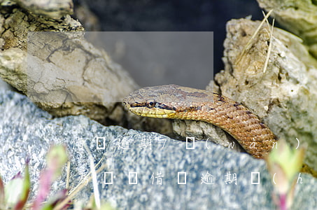 借唄逾期7萬(wàn)會(huì)影響房貸嗎(借唄逾期會(huì)不會(huì)影響房貸)