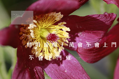 借唄逾期7萬會不會上門催(借唄逾期7萬會不會上門催)