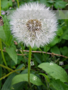 借唄逾期900天怎么辦(借唄逾期一百天嚴重嗎)