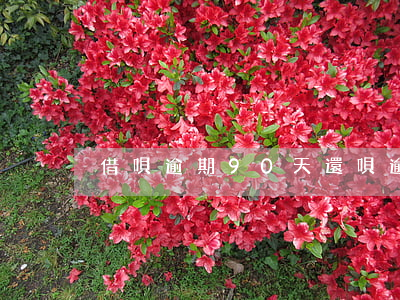 借唄逾期90天（還唄逾期900天）