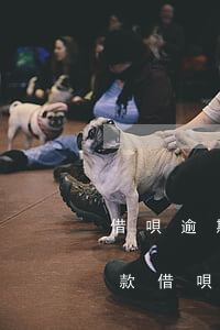 借唄逾期一個(gè)多小時(shí)還款(借唄逾期1天還可以借嗎)