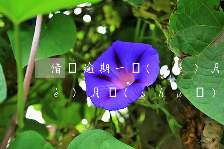 借唄 逾期 一個(gè)月(借唄逾期一個(gè)月說(shuō)要上門怎么辦)