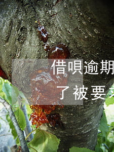 借唄逾期一個(gè)月怎么處罰(借唄逾期了被要求一次)