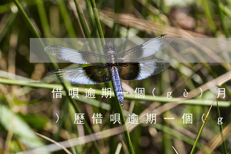 借唄逾期一個(gè)月親身經(jīng)歷(借唄逾期一個(gè)月親身經(jīng)歷)