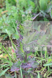 借唄逾期一個(gè)月還能用么(借唄逾期一個(gè)月還可以借嗎)