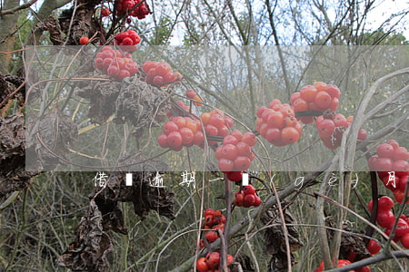 借唄逾期一個(gè)月還能還嗎