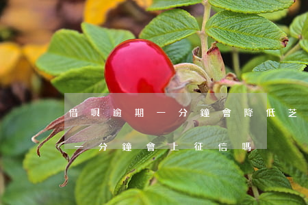 借唄逾期一分鐘會降低芝麻分嗎-借唄逾期一分鐘會上征信嗎