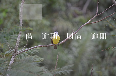 借唄逾期一周(借唄逾期一周還能不能借)